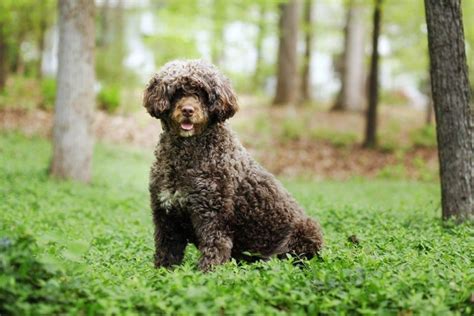 How to Train a Portuguese Water Dog - 9 Expert Tips | Hepper