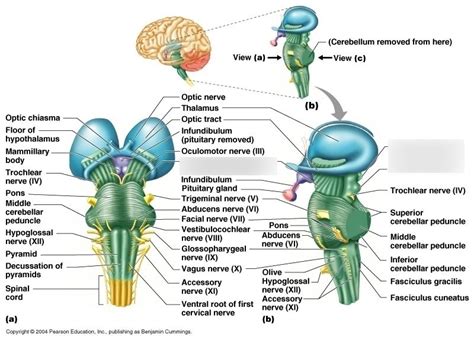 Brainstem Labeling--Midbrain Diagram | Quizlet