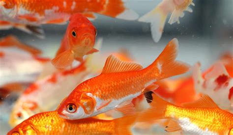 Goldfish Breeding: The Secrets Each Aquarist Should Know!