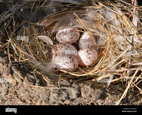 Wren eggs hi-res stock photography and images - Alamy