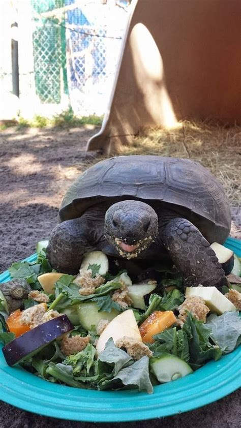 A salad for Crash the gopher tortoise! | Tortoise care, Tortoise food ...