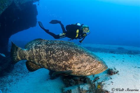 Florida's Goliath grouper under fire