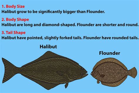 Halibut vs. Flounder: All You Need to Know