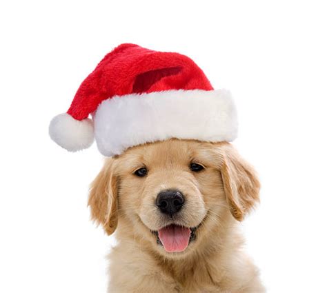 77,600+ Christmas Dogs Stock Photos, Pictures & Royalty-Free Images ...