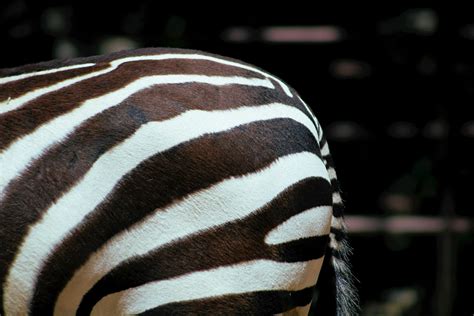 Black and White Zebra Animal · Free Stock Photo