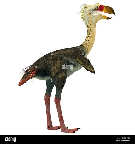 Extinct Birds Stock Photos & Extinct Birds Stock Images - Alamy