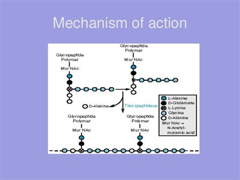 4. cephalosporins