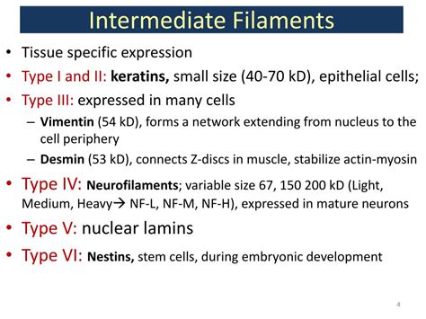 PPT - CYTOSKELETON (II) Intermediate filaments and microtubules ...