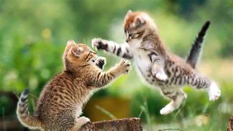 Playing Kittens With Shallow Background HD Kitten Wallpapers | HD ...