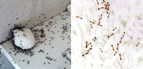 Ants in the house: the 7 infallible tricks to eliminate them and never ...