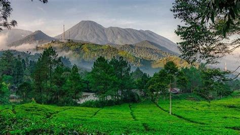 Wisata Sejuk di Puncak Bogor yang Wajib Dikunjungi