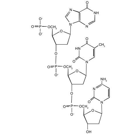 Nucleic Acid Diagram Structure