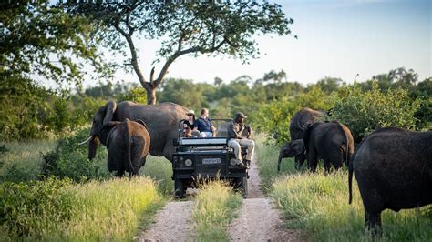 Is a Kruger National Park Safari Enough? – Discover Africa