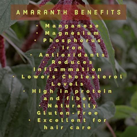 Amaranth. Such an amazing grain but has to be prepared properly prior ...