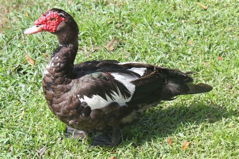 Muscovy Duck - Florida Duck Identification