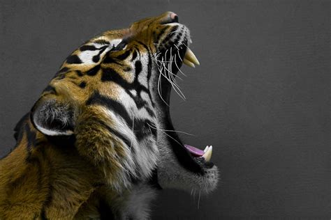 Photo of Bengal tiger roaring HD wallpaper | Wallpaper Flare