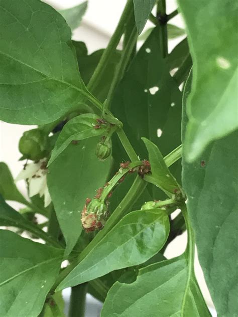 General | Mystery bugs eating my pepper plants