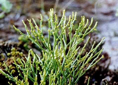 Psilotum nudum ~ Detailed Information | Photos | Videos