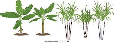 Set Growth Stages Palm Tree Vector Stock Vector (Royalty Free ...