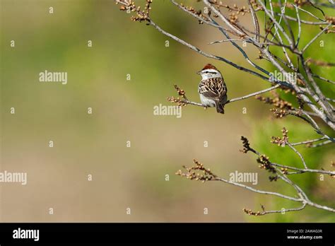 Chipping sparrow during spring migration Stock Photo - Alamy