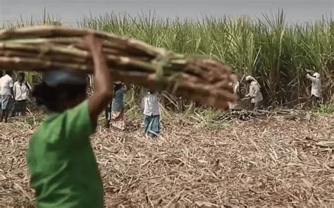 Sugarcane Seed Production | Sugarcane Planting Methods | Sugarcane ...