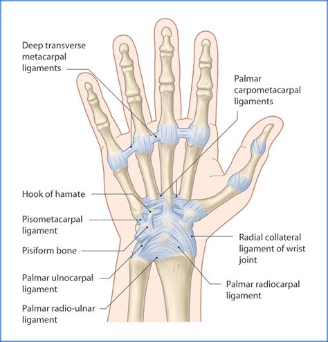 Wrist Joint Anatomy