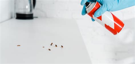 Cockroach Prevention Tips - Southern Perimeter