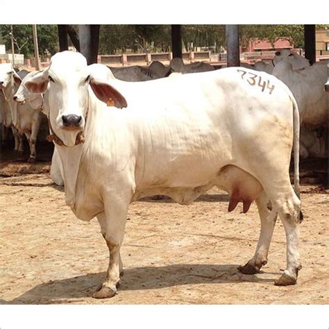 White High Yield Tharparkar Cow at Best Price in Karnal | Gokul Dairy Farm