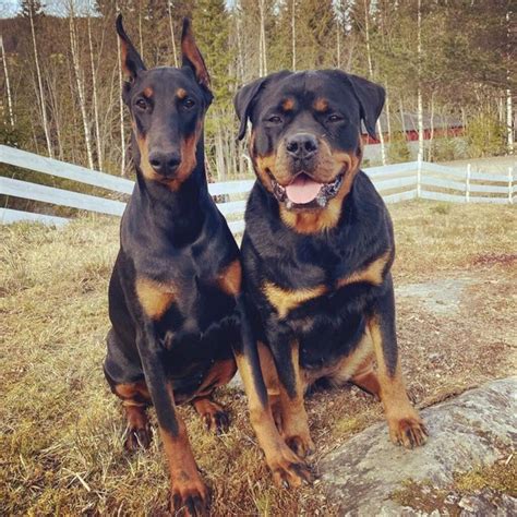 Doberman Vs Rottweiler Fight