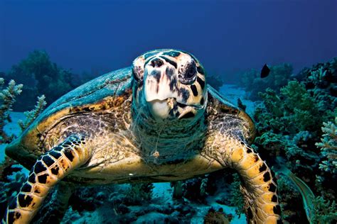 Hawksbill | turtle | Britannica