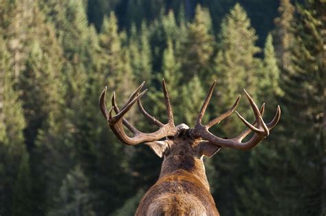 Antlers vs. Horns: What's the Difference?