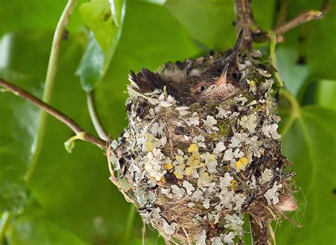 Hummingbird Nest 2 Photograph by Sabine Edrissi