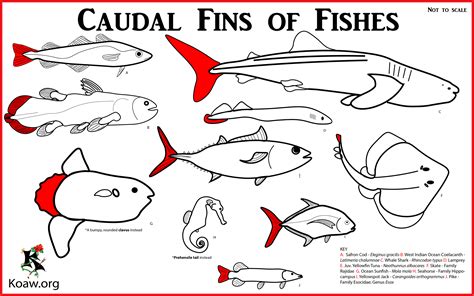 Fins of Fishes — Koaw Nature