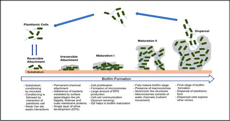 Schematic representation of various stages of biofilm formation and ...