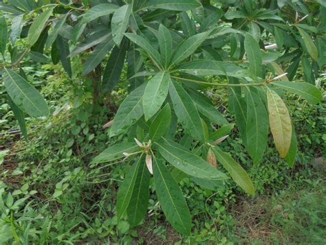 Madhuca longifolia var. longifolia | Plants of the World Online | Kew ...