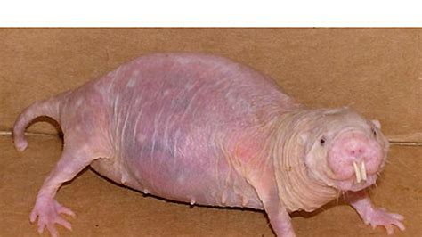 Naked Mole Rats May Hold Clues to Science's Mysteries | Fox News