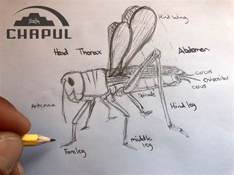 Cricket Anatomy