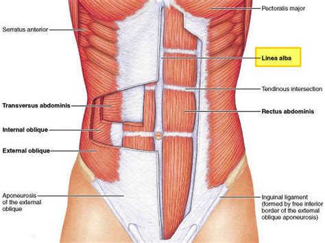 Linea alba, linea alba anatomy & function