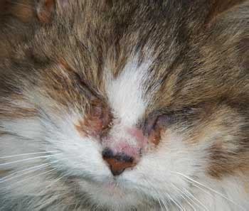 Cat Eye Infection Home Remedies, Causes, and Pictures | Dogs, Cats, Pets