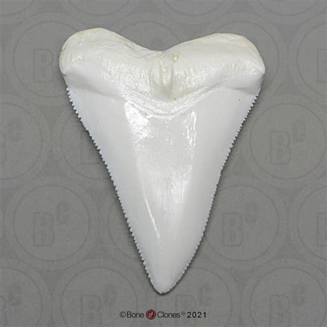 Great White Shark Tooth (Replica) - Bone Clones - Osteological ...