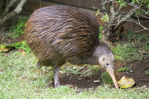 The Kiwi: National Bird of New Zealand - A-Z Animals