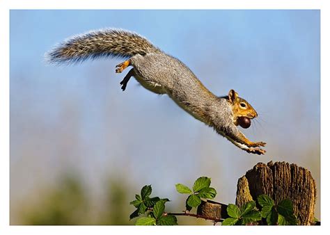 Squirrel | Simply Somatic