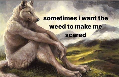 Sitting Wolf Wants Weed Scare | Emo Wolf / Lobos Con Frases / Sitting ...