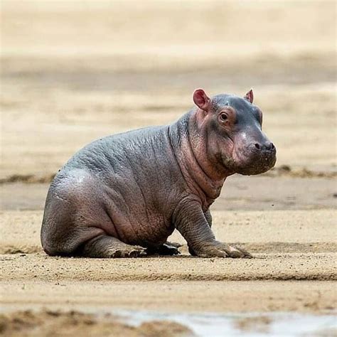 Cute Baby Hippo Sitting on the Ground