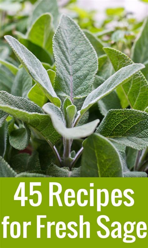 Sage Recipes: 45 Things To Do With Fresh Sage | Chocolate & Zucchini ...