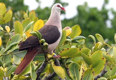 “Talking Naturally” about Birds & Conservation | Pink pigeon, Pigeon ...