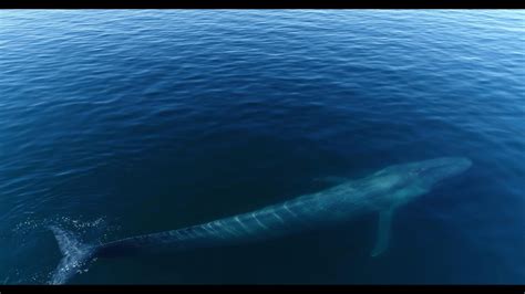 Rare images of blue whale feeding behavior – Loreto – Medium