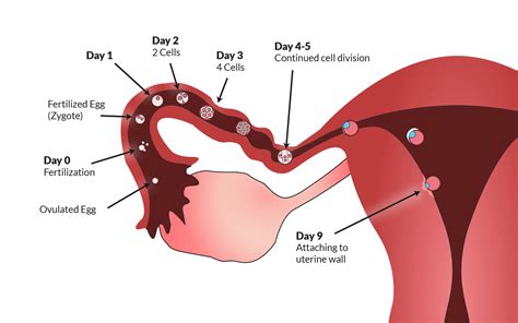 Ovulation - Understanding Ovulation to Get Pregnant