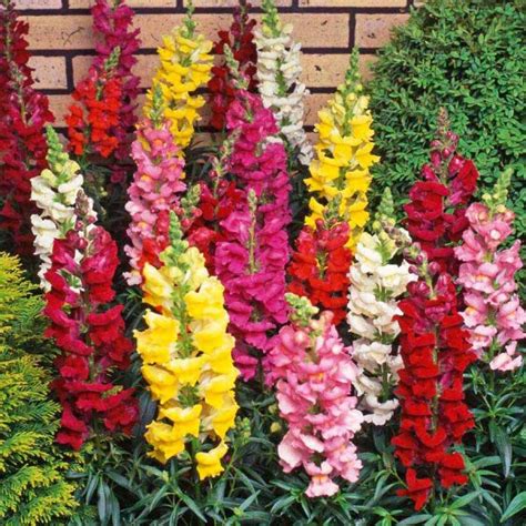 Snapdragon – Asia Seeds