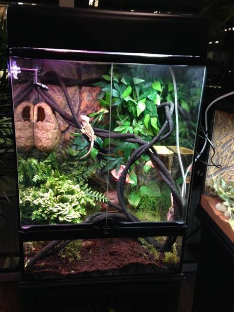 How big of a terrarium does a crested gecko need? Terrariums Gecko ...